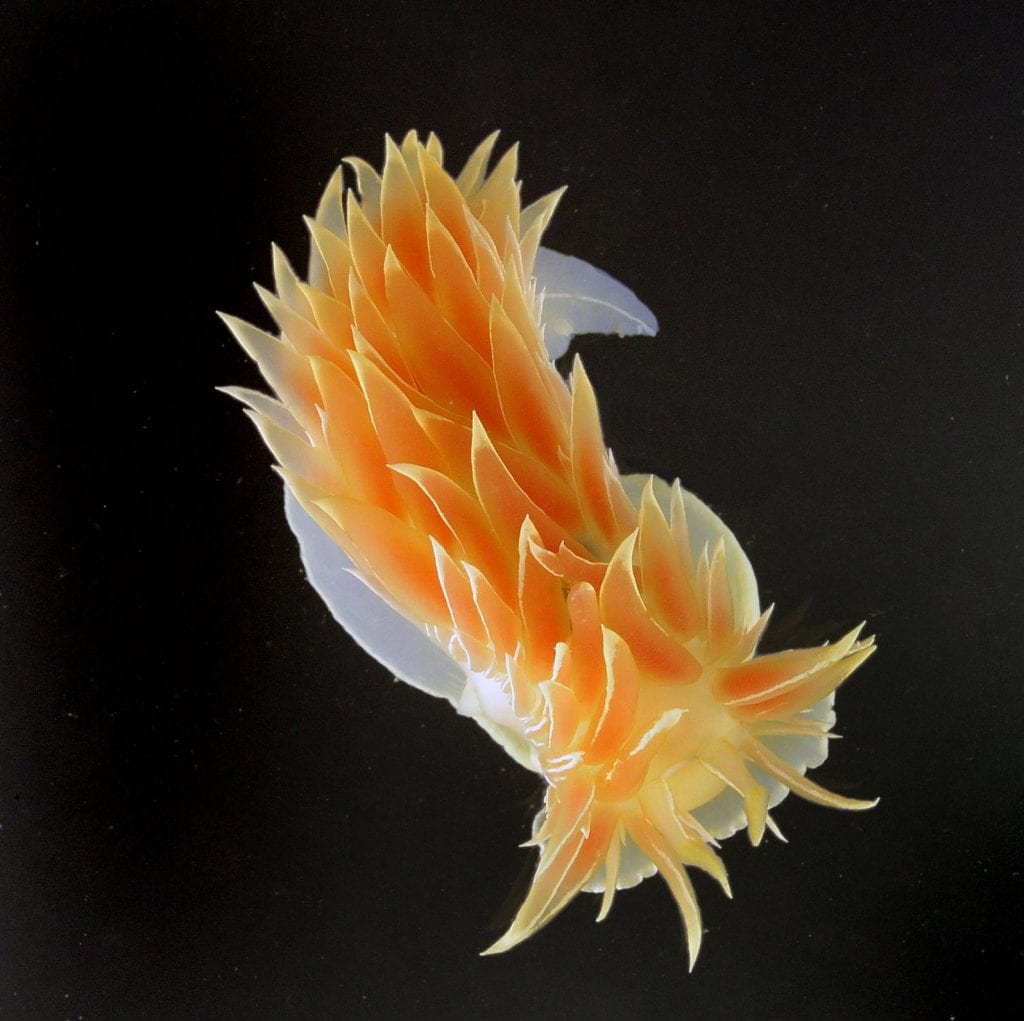 A sea slug that looks like an orange sea horse