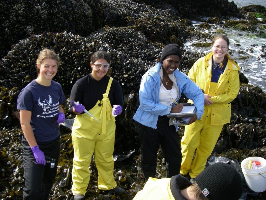 Four students at the shore collecting samples amongst the seaweed and kelp.