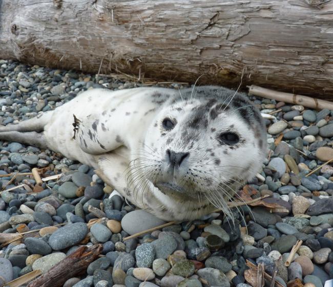 A seal lying next to a log on rocky beach